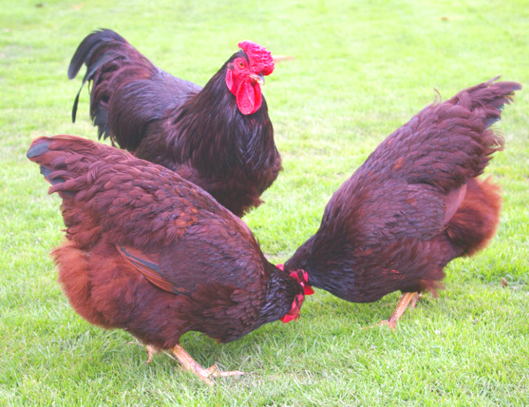 3 dark red chickens pecking the grass for dinner